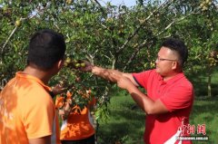 民企奋进自贸港：“ 让国人不出国门，看遍吃遍玩遍世界热带好果”